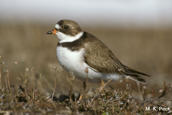 Photo (1): Semipalmated Plover