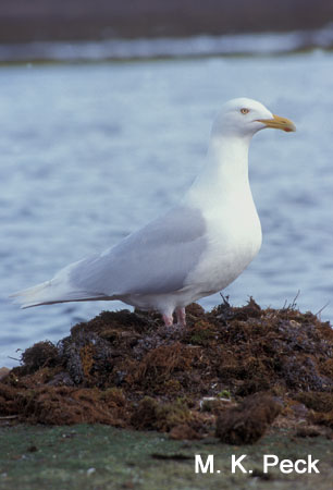 Photo (5): Glaucous Gull