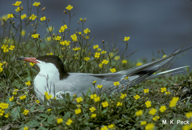 Photo (5): Common Tern