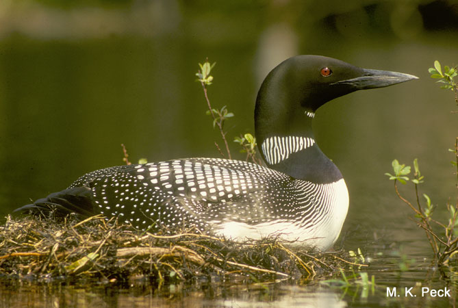 Photo (15): Common Loon