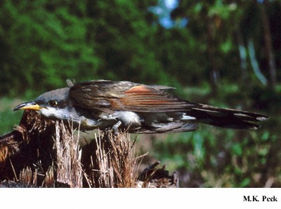 Photo (18): Yellow-billed Cuckoo