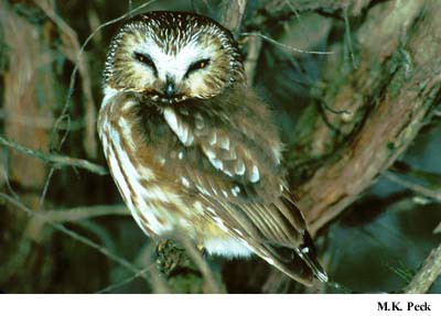 Photo (5): Northern Saw-whet Owl