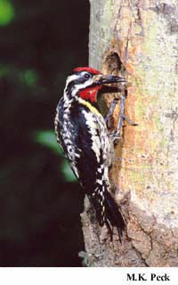 Photo (3): Yellow-bellied Sapsucker