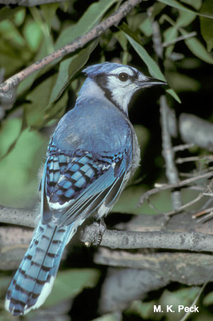 Image (9): Geai bleu