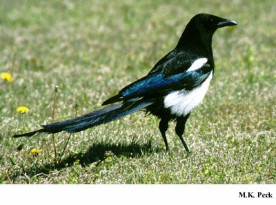Photo (19): Black-billed Magpie
