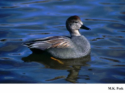 Photo (17): Gadwall