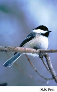 Photo (7): Black-capped Chickadee