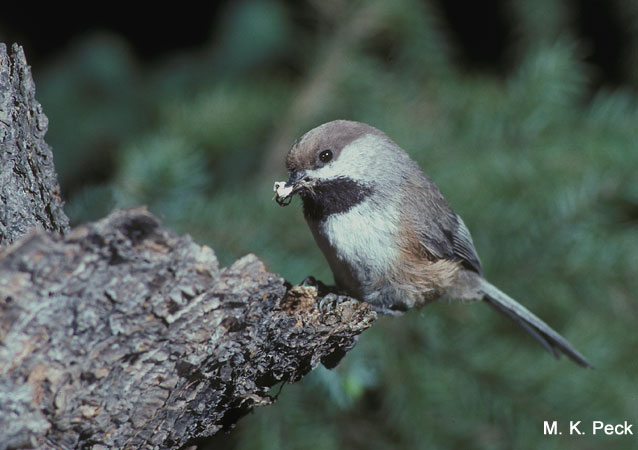 Photo (3): Boreal Chickadee