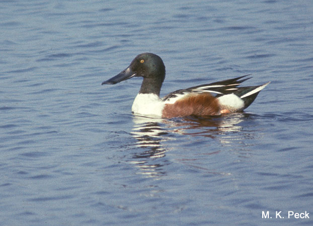 Photo (17): Northern Shoveler