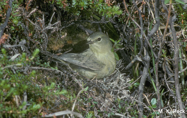 Photo (26): Orange-crowned Warbler