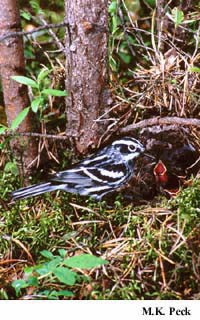 Photo (27): Black-and-white Warbler