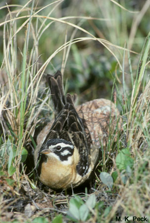 Photo (1): Smith's Longspur