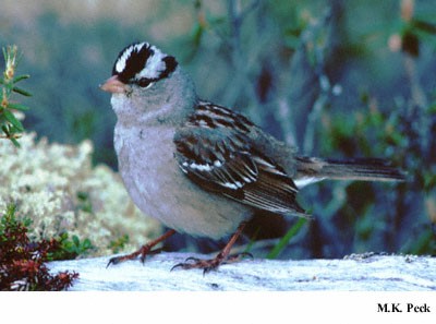 Photo (10): White-crowned Sparrow