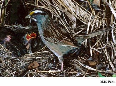 Photo (24): White-throated Sparrow
