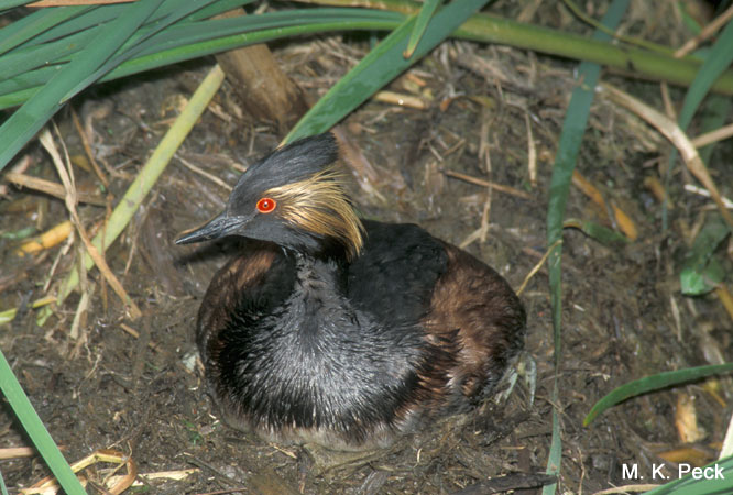 Photo (19): Eared Grebe