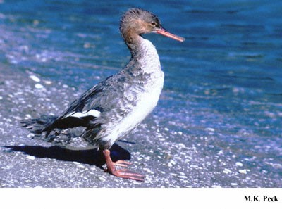 Photo (6): Red-breasted Merganser