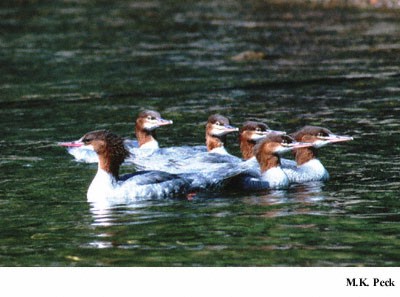 Photo (8): Common Merganser