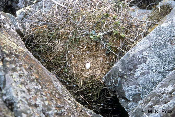 Photo (7): Golden Eagle