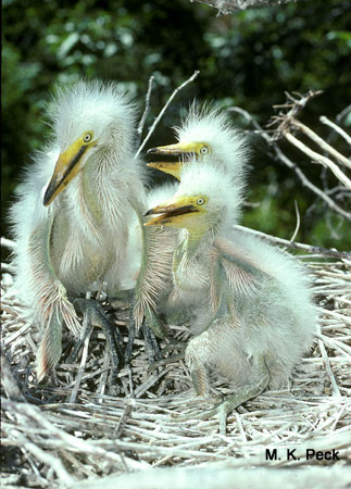 Photo (26): Great Egret