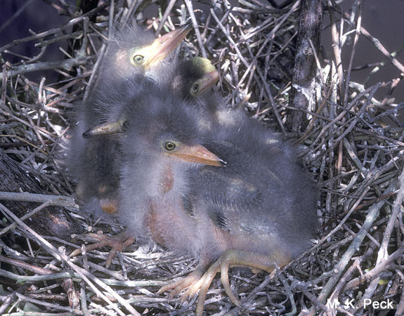 Photo (23): Green Heron