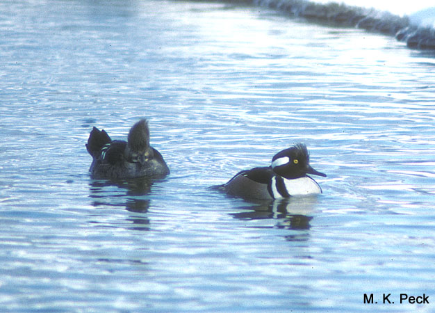 Photo (9): Hooded Merganser