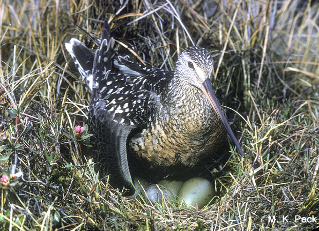 Photo (19): Hudsonian Godwit