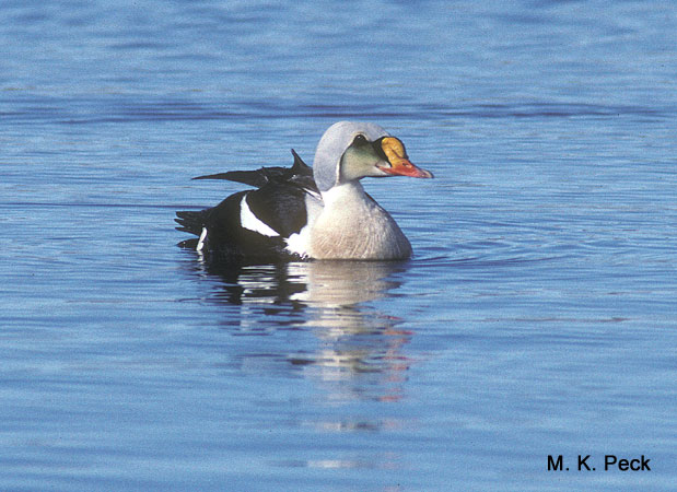 Photo (6): King Eider