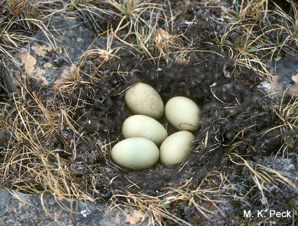 Photo (11): King Eider