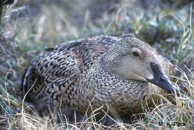 Photo (8): King Eider