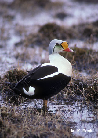 Photo (1): King Eider