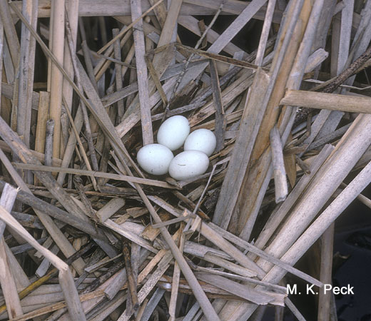 Photo (21): Least Bittern
