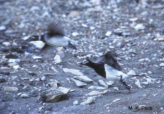 Photo (4): Long-tailed Duck