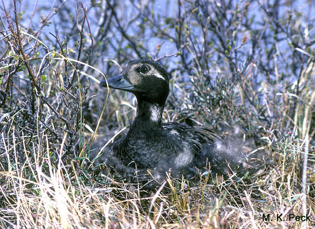 Photo (13): Long-tailed Duck
