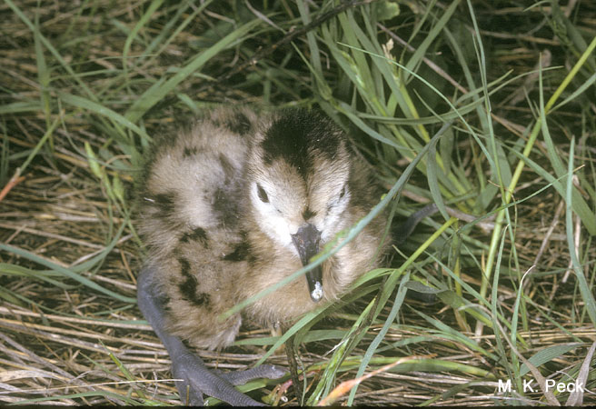 Photo (22): Marbled Godwit