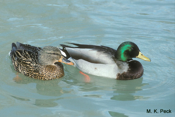Photo (13): Mallard
