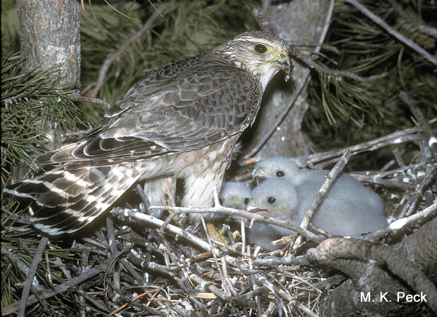 Photo (25): Merlin