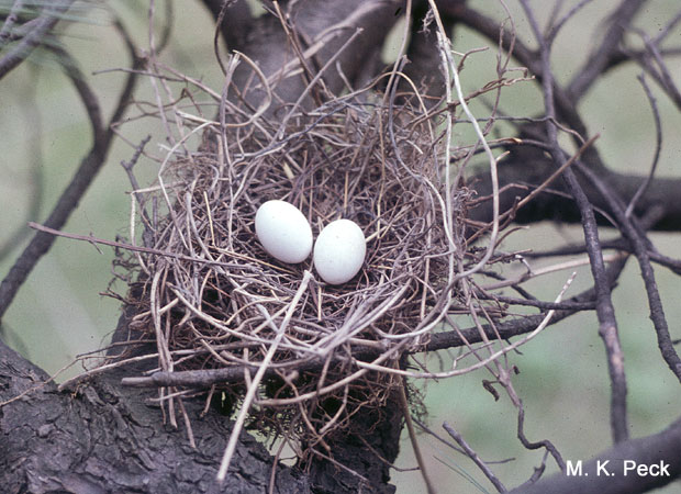 Photo (21): Mourning Dove