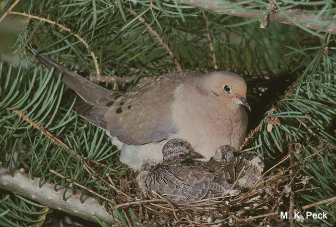 Photo (17): Mourning Dove