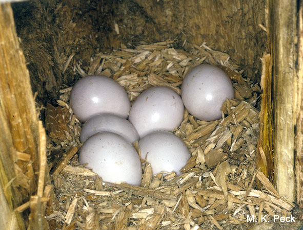 Photo (32): Northern Flicker