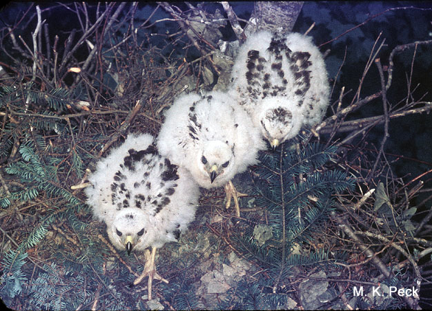 Photo (11): Northern Goshawk