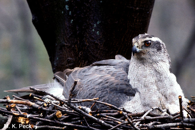 Photo (7): Northern Goshawk
