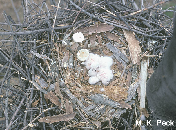 Photo (12): Northern Goshawk