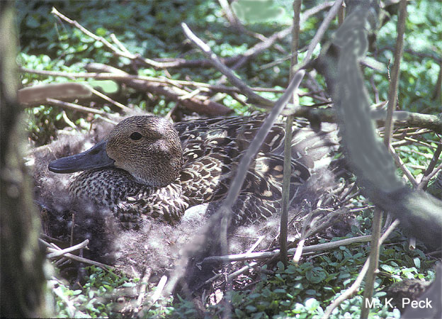 Photo (22): Northern Pintail