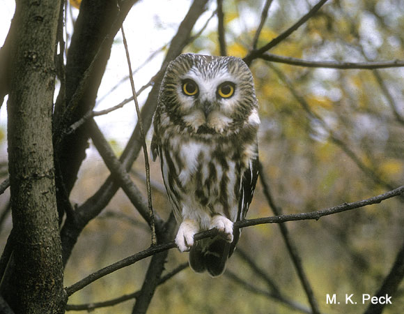 Photo (3): Northern Saw-whet Owl