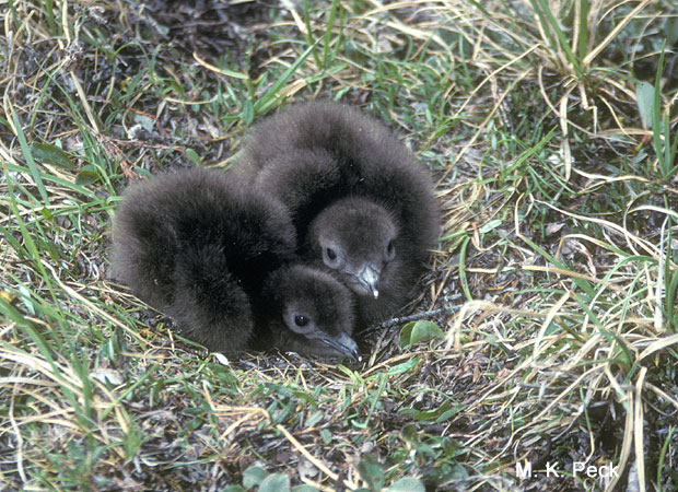Photo (20): Parasitic Jaeger