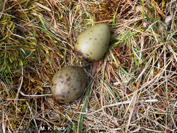 Photo (21): Parasitic Jaeger