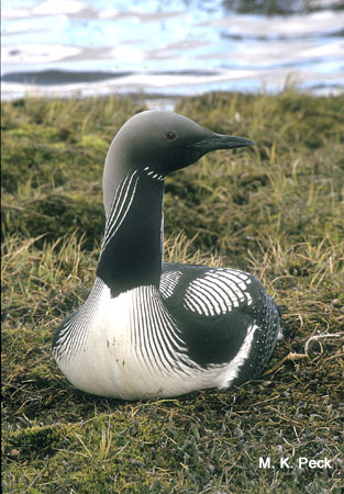 Photo (2): Pacific Loon