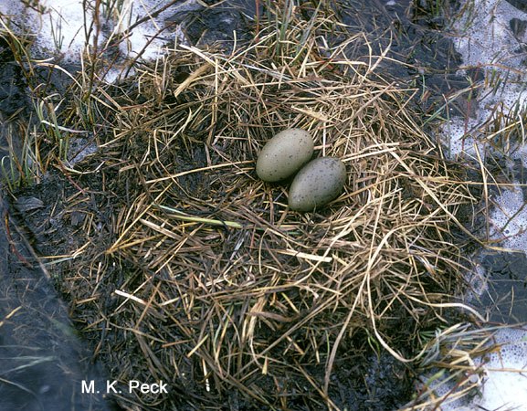 Photo (8): Pacific Loon