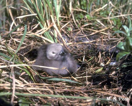 Photo (7): Pacific Loon
