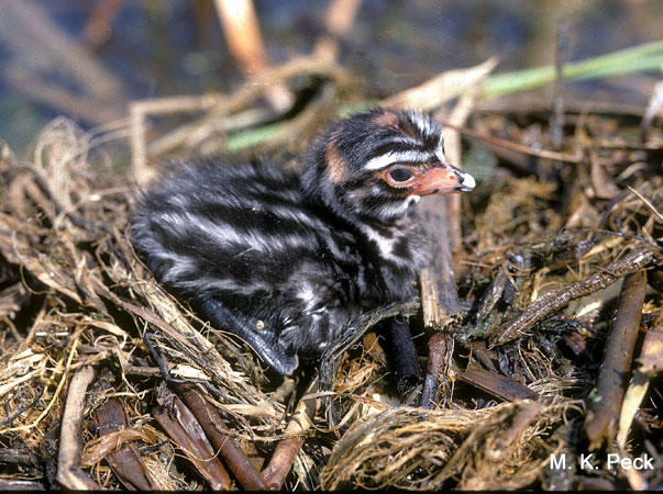 Photo (22): Pied-billed Grebe
